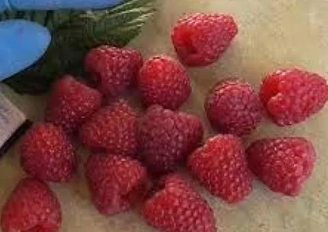 Малина СЕРАФИНА (ремонтантный сорт)