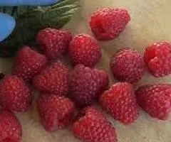 Малина СЕРАФИНА (ремонтантный сорт)
