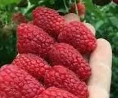 Малина ШАНИ (ремонтантный сорт)