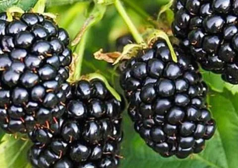 Ожина безшипна RUBUS