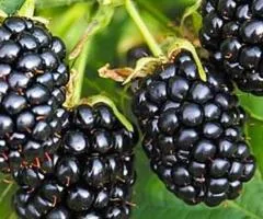 Ожина безшипна RUBUS
