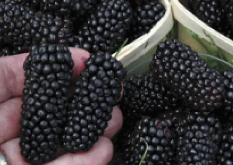 Black Beauty blackberry early-ripening (two-year-old)