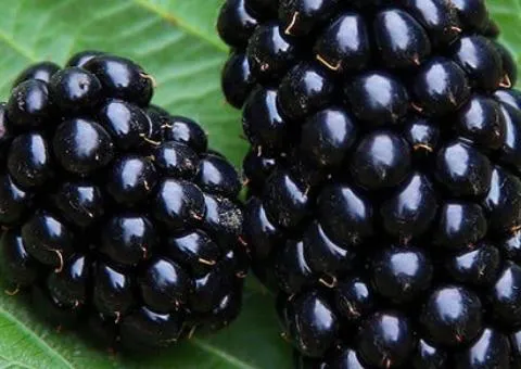 Blackberry VIKTORIA very early ripening (two-year-old)
