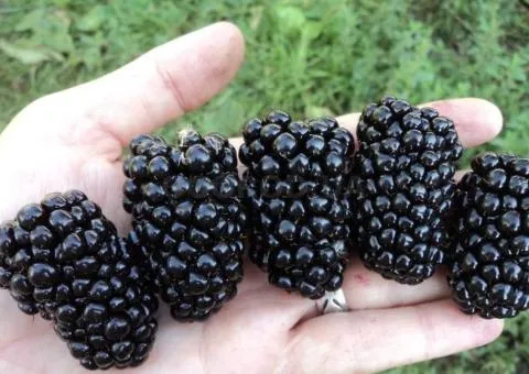 Kiowa late-ripening blackberry (biennial)