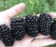 Ожина Киова позднего срока созревания (двулетняя)