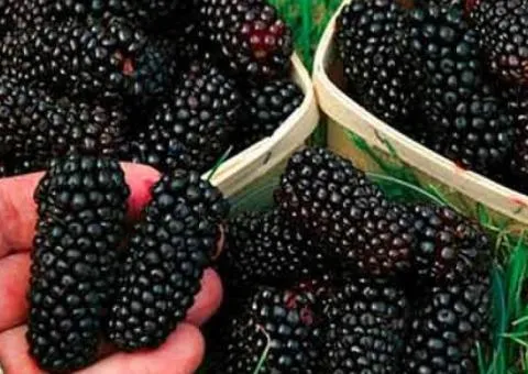 Blackberry COLUMBIA GIANT remontant variety (two-year-old)