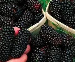 Ежевика КОЛУМБИЯ ГИГАНТ ремонтантный сорт (двухлетняя)