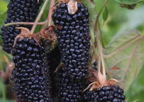 Columbia Star Blackberry early ripening