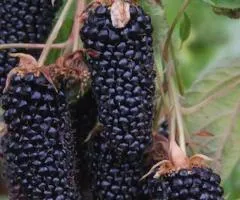 Columbia Star Blackberry early ripening
