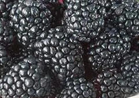 Blackberry HEAVEN CAN WAIT early ripening
