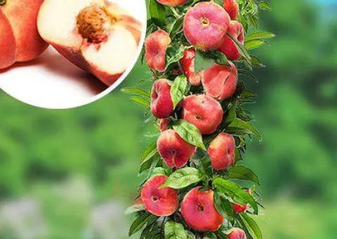 Columnar Peach FIG-STYLE mid-season (two-year-old)