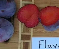 Плуот ФЛЕЙВОР КИНГ позднего срока созревания (двухлетний)