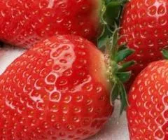 Полуница АЛЬБА раннего срока созревания