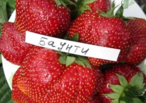 Полуниця БАУНТІ (середнього терміну дозрівання)