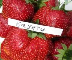 Полуница БАУНТИ (среднего срока созревания)