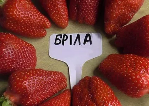 Клубника БРИЛЛА сверхраннего срока созревания