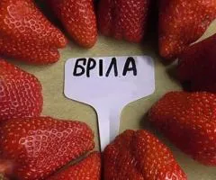 Клубника БРИЛЛА сверхраннего срока созревания