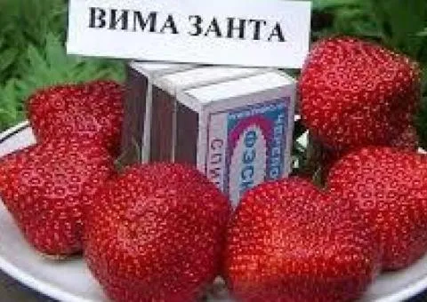 Полуниця ВІМА ЗАНТА середньораннього терміну