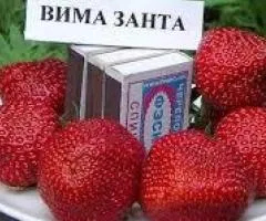 Клубника ВИМА ЗАНТА среднераннего срока