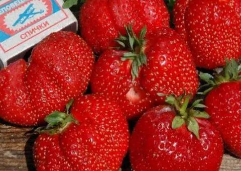 Полуница ГИГАНТЕЛЛА МАКСИ позднего срока созревания