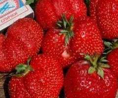 Полуница ГИГАНТЕЛЛА МАКСИ позднего срока созревания