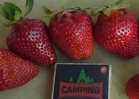 Strawberry JUICY early ripening
