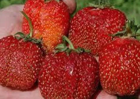 Клубника ЗЕФИР сверхраннего срока созревания