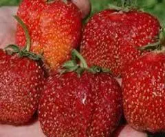 Клубника ЗЕФИР сверхраннего срока созревания