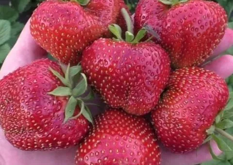 Клубника КИСС НЕЛЛИС среднераннего срока