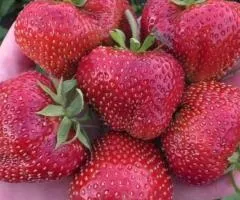 Клубника КИСС НЕЛЛИС среднераннего срока