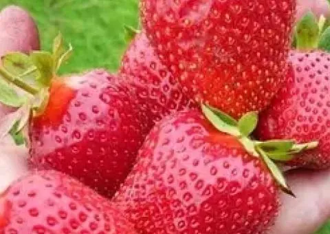 Strawberry KADENZA late ripening