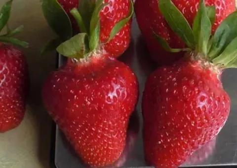 Strawberry KLODIYA early ripening