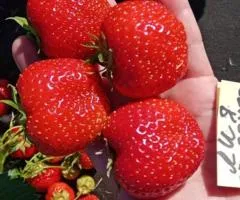 Клубника ЛИЯ САХАРНАЯ раннего созревания