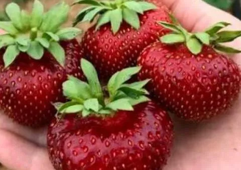 Клубника МАЛЬВИНА позднего срока созревания