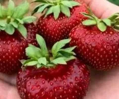 Клубника МАЛЬВИНА позднего срока созревания