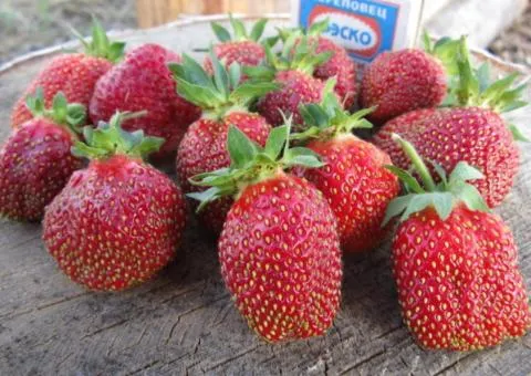 Strawberry MARYSHKA mid-early variety