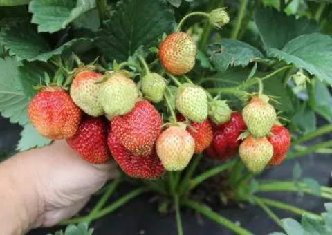 Strawberry MARSHMALLOW mid-early ripening