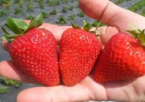 Strawberry NAIAD mid-early season
