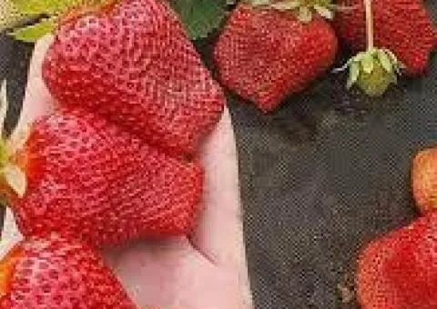 Полуница ОЛЕКСАНДРА раннего срока созревания
