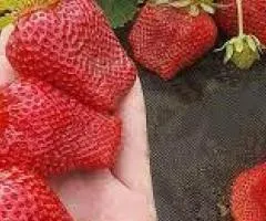 Полуница ОЛЕКСАНДРА раннего срока созревания