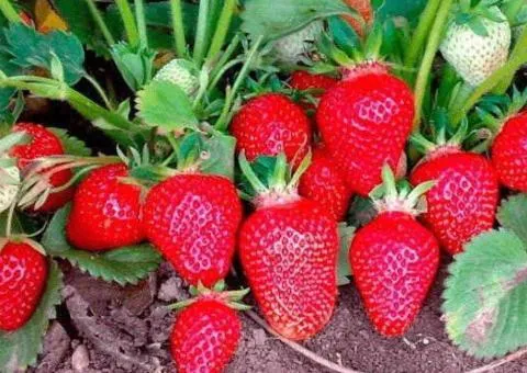 Strawberry PERCHINKYU early ripening