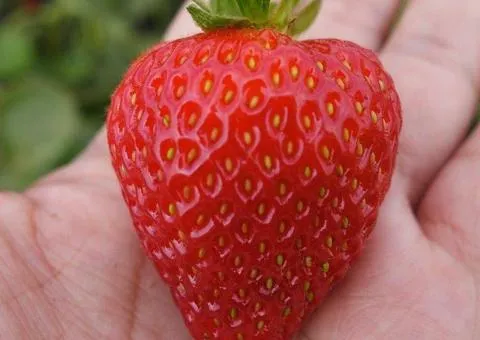 Strawberry ROMINA early ripening