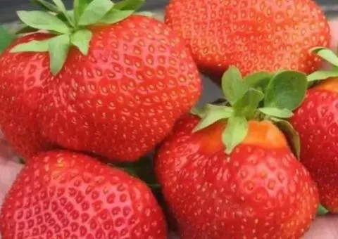 Strawberry SALSA mid-season variety