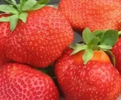 Клубника САЛЬСА среднераннего срока созревания
