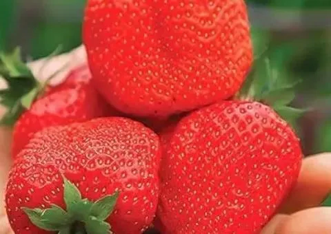 Strawberry SVIT MERI XXL remontant