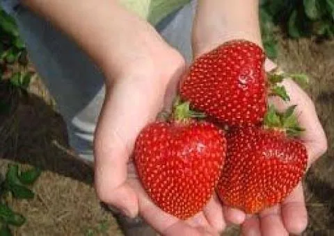 Клубника СВИТ ХАРТ среднераннего срока