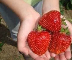 Клубника СВИТ ХАРТ среднераннего срока