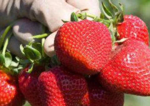 Strawberry SENSATION mid-early season