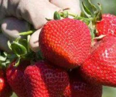 Клубника СЕНСАЦИЯ среднераннего срока