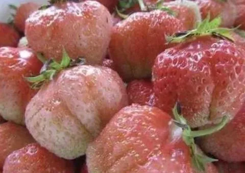 Полуница ФИНСКАЯ РОЗОВАЯ среднераннего срока